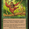 Uktabi Orangutan