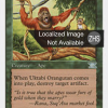 Uktabi Orangutan