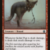 Jackal Pup