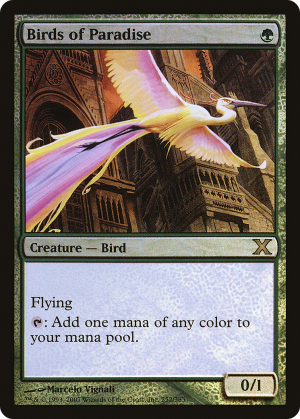 Birds of Paradise