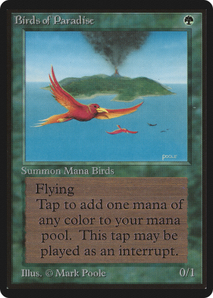 852d7a68-8682-4073-a44b-f10f5613879c Birds of Paradise