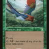 Birds of Paradise