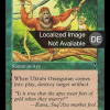 Uktabi Orangutan